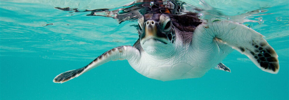 Turtle swimming in the sea