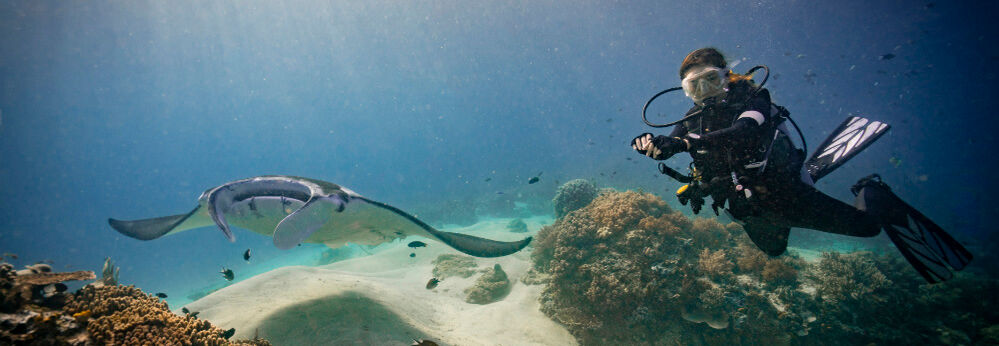 Manta ray and a scuba diver