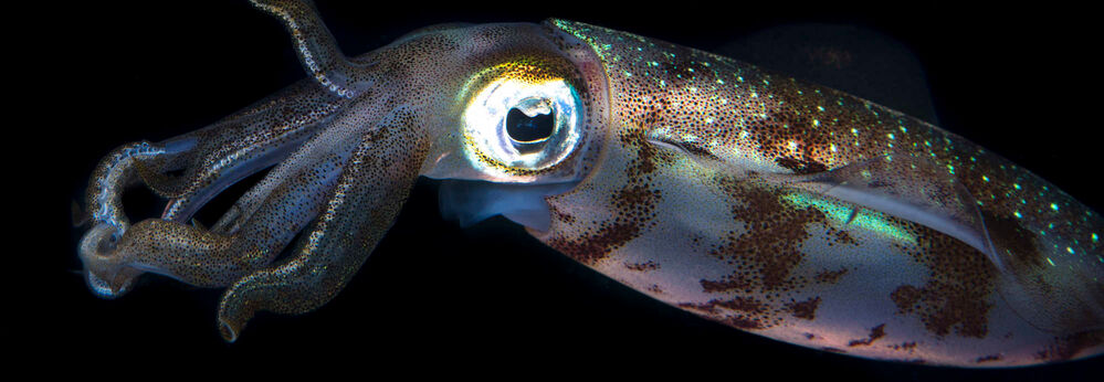 strange deep sea creature