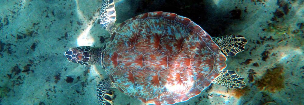 Turtle