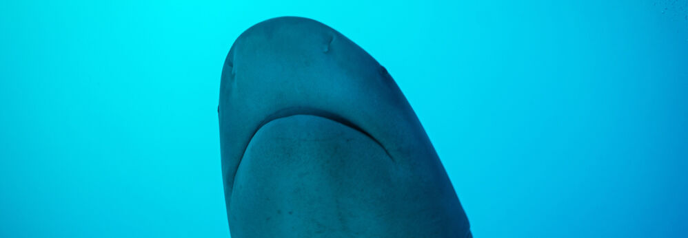 Bull shark in Playa del Carmen, Mexico