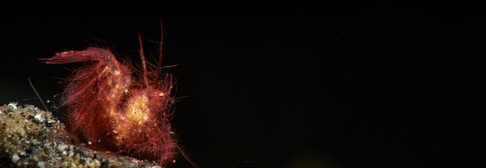 Hairy shrimp