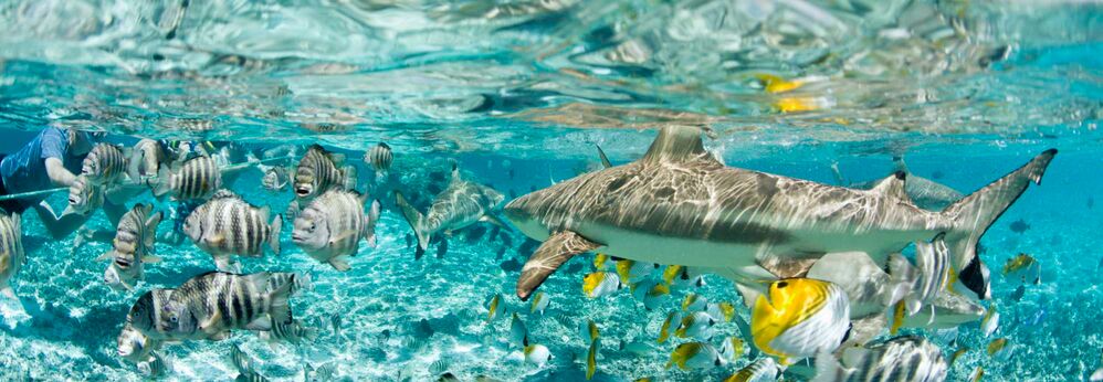 Blacktip shark in Bora Bora