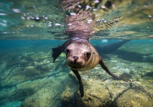 Sea Lion