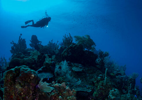 Diver in the Cayman Islands