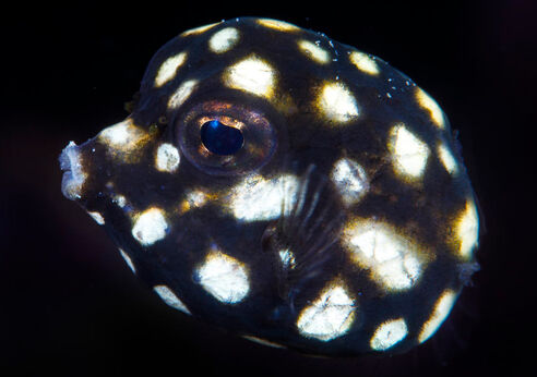 Juvenile smooth trunkfish in Bonaire