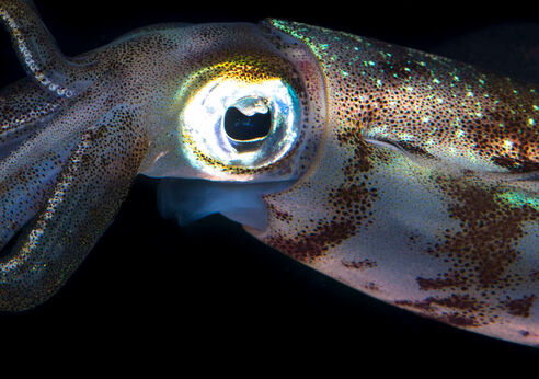 strange deep sea creature