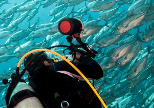 Shoal of fish in Micronesia