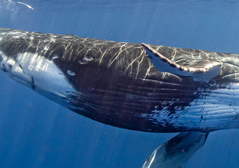 Humpback whale