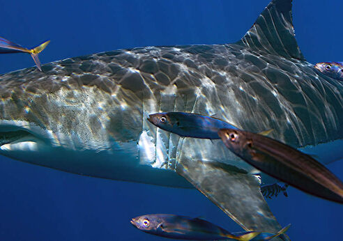 Great White Shark