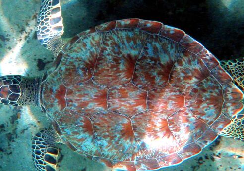 Turtle