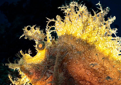 Weedy scorpionfish