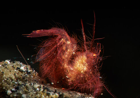 Hairy shrimp
