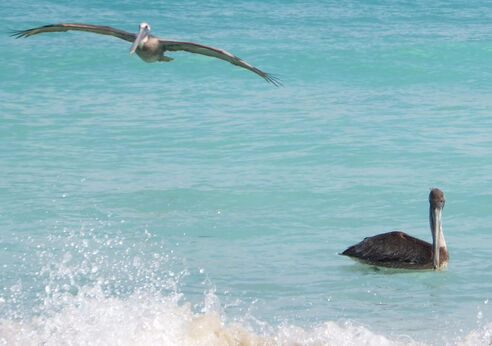 Bird in ocean