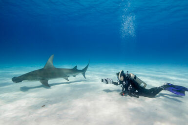 Hammerhead in Bahamas