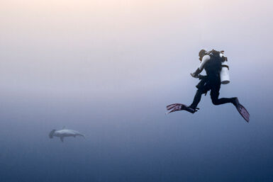 Hammerhead shark in Banda Sea