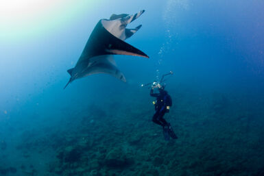 Diver with manta ray