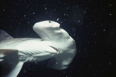 Hammerhead in Socorro