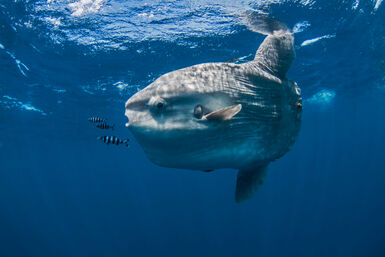 Mola mola in the Maldives