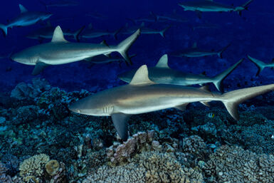 Sharks in French Polynesia
