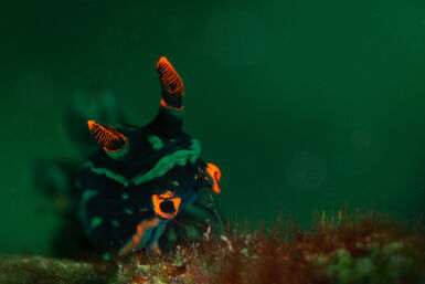 Nembrotha kubaryana