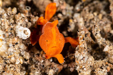 Juvenile frogfish