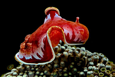 Spanish dancer, Alor