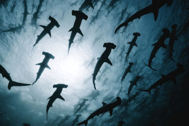 Schooling hammerheads