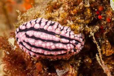 Pink nudibranch in Mozambique