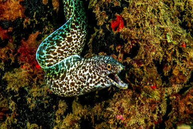 Moray eel in Tofo