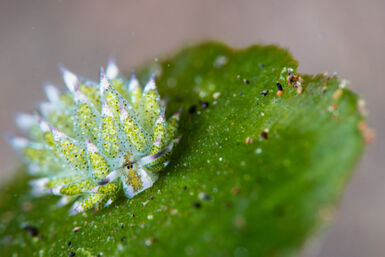 Shaun the sheep nudibranch