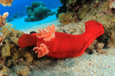 Spanish dancer nudibranch
