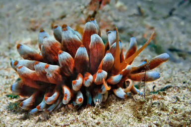Solar powered nudibranch