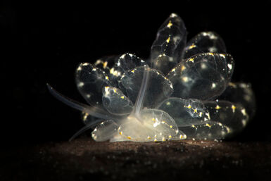 Sap sucking nudibranch