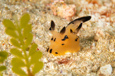 Pikachu nudibranch
