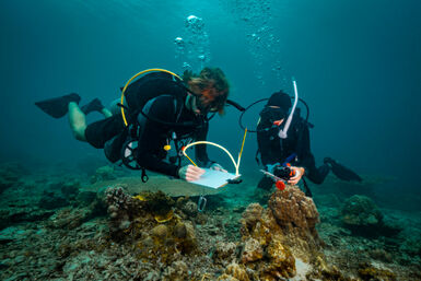 Nudibranch conservation