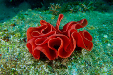 Ribboned nudibranch eggs
