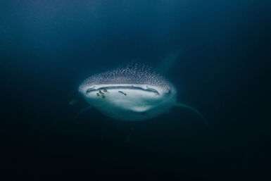 Whale shark in Tanzania