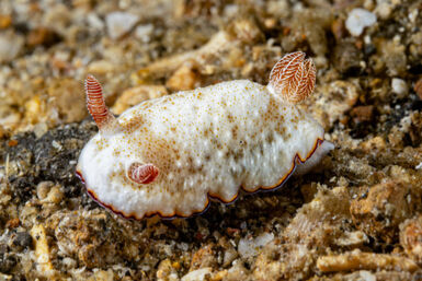 Goniobranchus alius