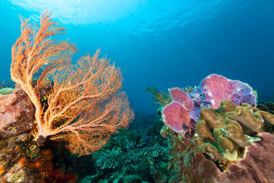 Pantar Strait, Alor