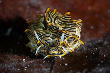 Cyerce nigra