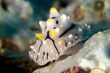 Nudibranch in Papua New Guinea