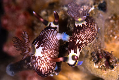 Nudibranch reproduction