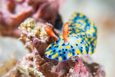 Hypselodoris infucata nudibranch