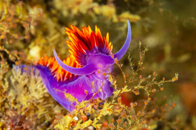 Nudibranch eating