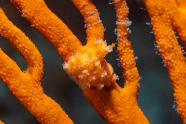 Camouflaged nudibranch