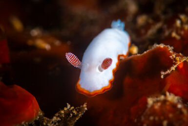 Chromodoris verrieri