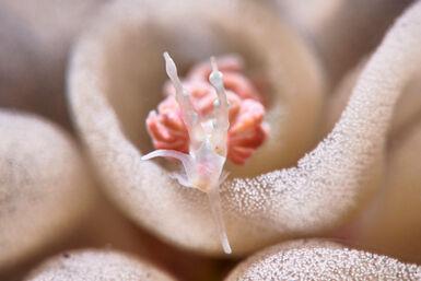 Camouflaged nudibranch