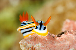 Colourful nudibranch up close